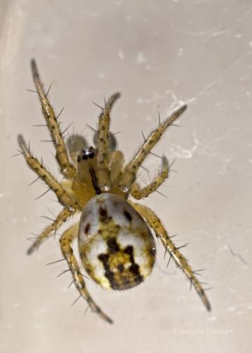 Réf. 99 914 : Mangora acalypha