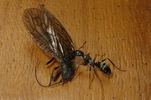 Réf. 99 826 : Formica sp.