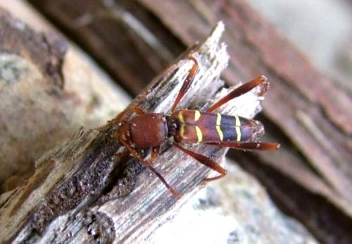 Neoclytus acuminatus