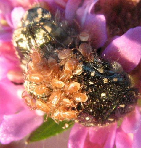 Réf. 99 444 : Parasitus coleoptratorum