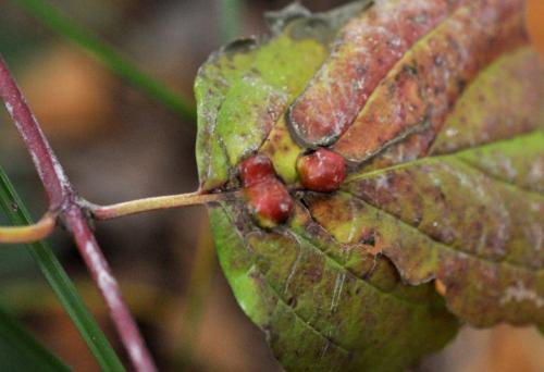 Craneiobia corni