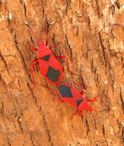 Réf. 99 037 : Probergrothius sanguinolens