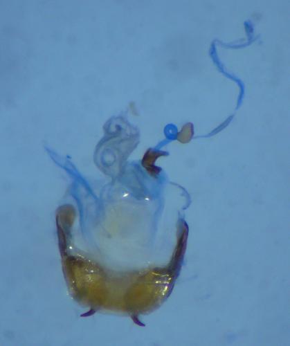 Réf. 99 978 : Asaphidion curtum