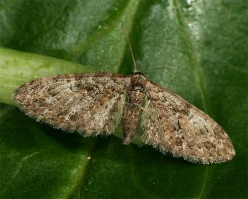 Réf. 99 419 : Eupithecia abbreviata
