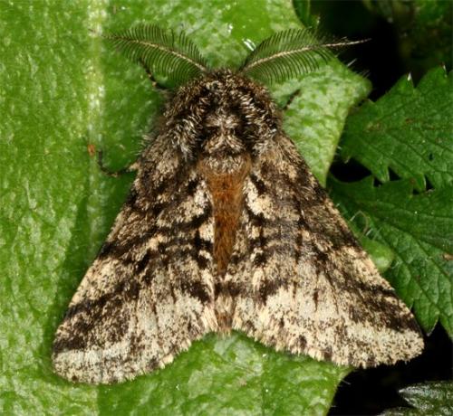 Réf. 99 683 : Lycia hirtaria
