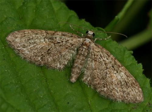 Réf. 99 872 : Eupithecia abbreviata