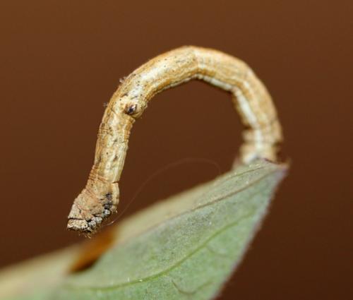 Réf. 99 467 : Peribatodes rhomboidaria