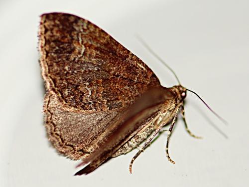 Réf. 99 527 : Catarhoe basochesiata
