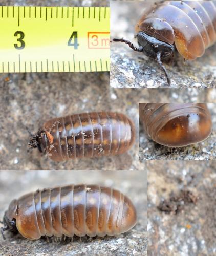 Loboglomeris pyrenaica
