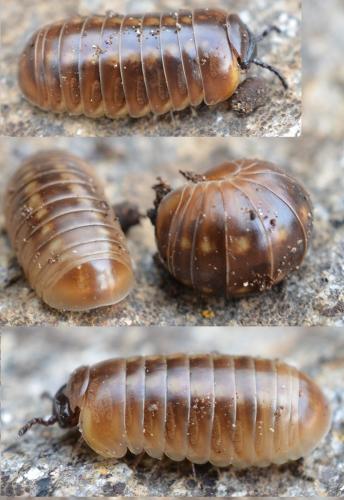 Loboglomeris pyrenaica