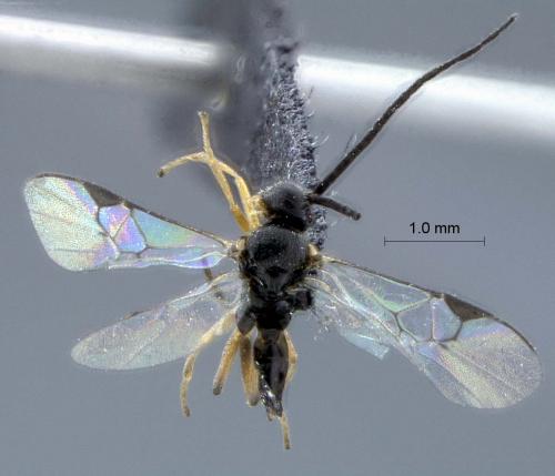 Glyptapanteles sp.
