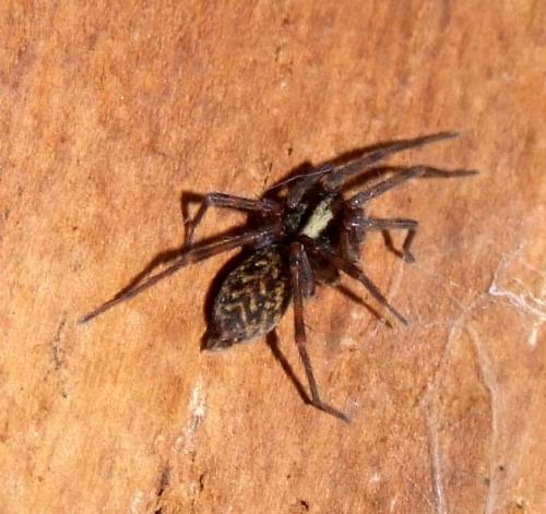Histopona torpida
