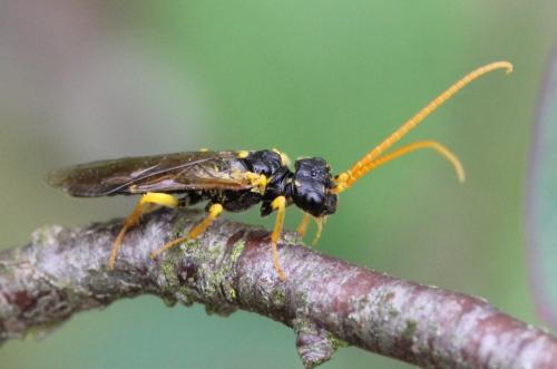 Réf. 99 824 : Pamphilius sylvaticus