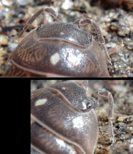 Armadillidium vulgare