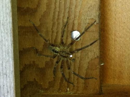 Zoropsis spinimana
