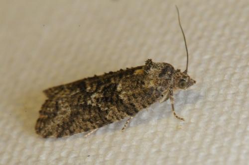 Réf. 99 249 : Cnephasia sp.