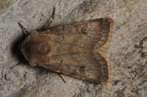 Réf. 99 644 : Agrotis cinerea