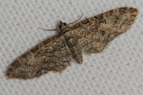 Eupithecia sp.