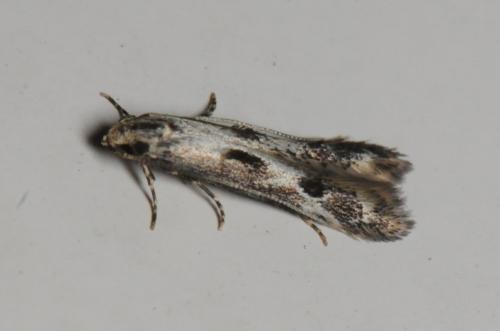 Réf. 99 745 : Blastodacna atra
