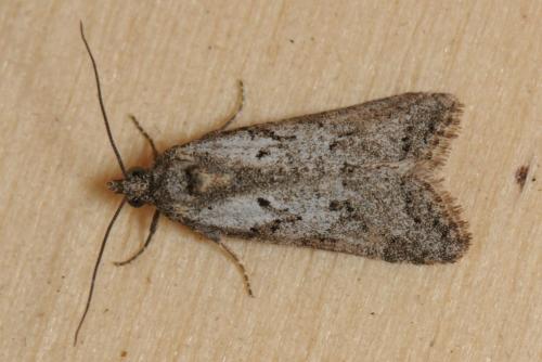 Réf. 99 999 : Cnephasia sp.