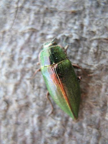 Latipalpis plana