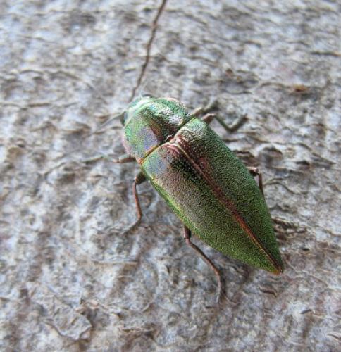 Latipalpis plana