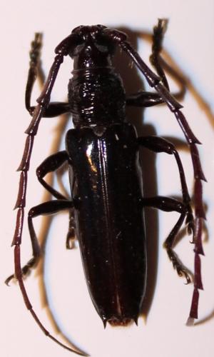 Coleoxestia sp.