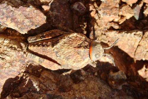 Réf. 99 431 : Locustinae inconnu