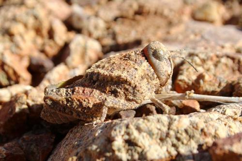 Réf. 99 432 : Locustinae inconnu