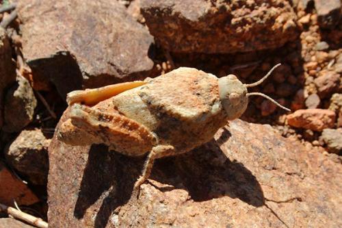 Réf. 99 433 : Locustinae inconnu