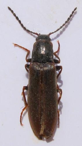Réf. 99 352 : Metanomus infuscatus