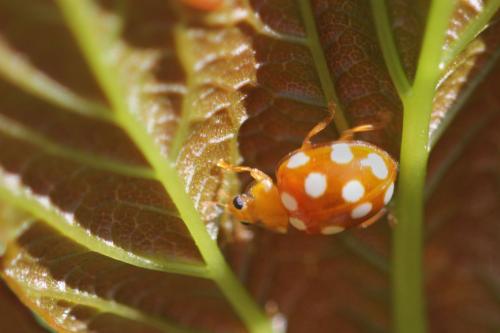 Vibidia duodecimguttata