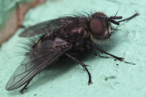 Lypha dubia