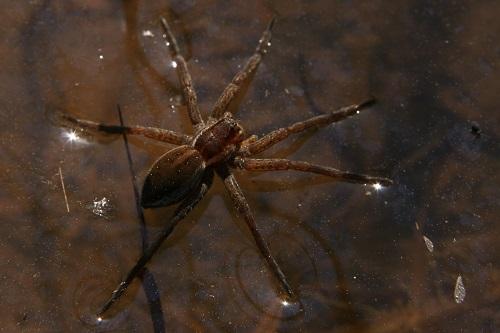 Dolomedes sp.