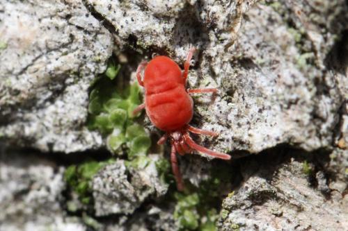Réf. 99 113 : Allothrombium sp.