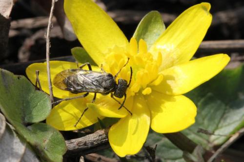 Sciapteryx consobrina