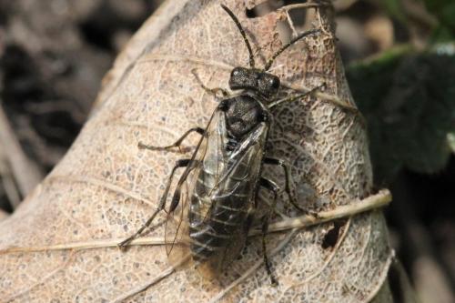 Sciapteryx consobrina