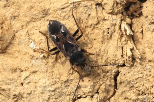 Réf. 99 118 : Rhyparochromus vulgaris