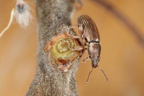 Réf. 99 050 : Polydrusus marginatus