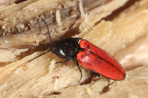 Réf. 99 049 : Ampedus quercicola