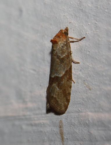 Cnephasia sp.