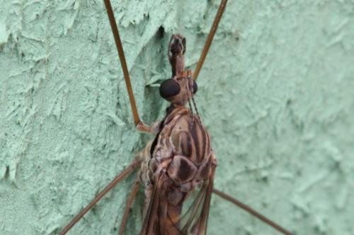 Tipula rufina