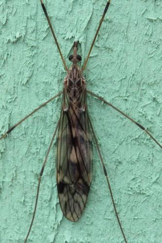 Tipula rufina