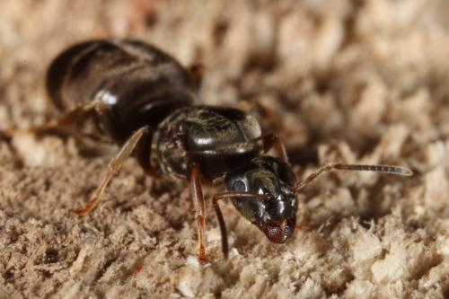 Réf. 99 167 : Lasius platythorax