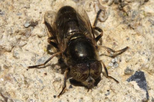 Réf. 99 147 : Eristalinus aeneus