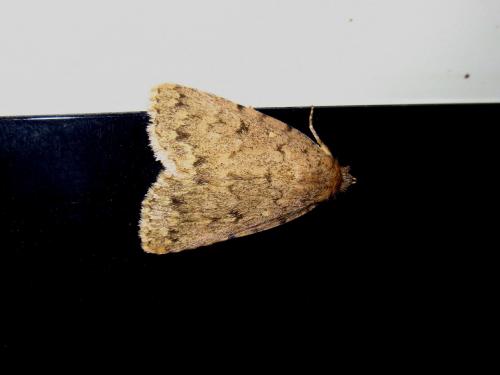 Autophila cataphanes