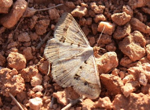 Isturgia sp.