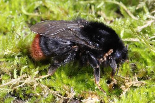 Réf. 99 224 : Bombus lapidarius