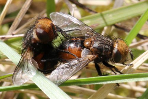 Gonia ornata