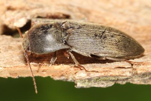 Réf. 99 223 : Agriotes obscurus